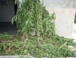 28 bin kök hint keneviri imha edildi