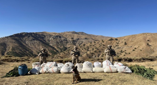 3 milyon 158 bin kök kenevir ele geçirildi