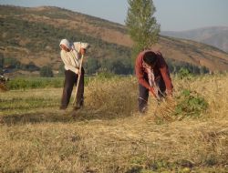 Oruç ağız 30 derecede çayır biçimi