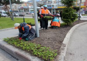 350 bin çiçek fidesi toprakla buluştu