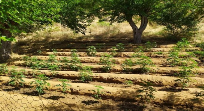 4 bin kök kenevir bitkisi ele geçirildi