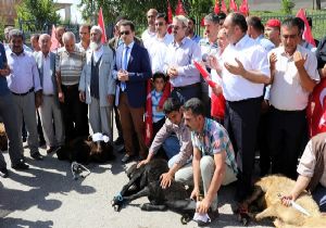 Köprüköy'de Şükür Kurbanı