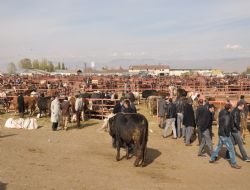 Kurbanlıkta 2009 sendromu