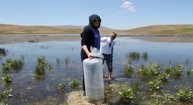 67 bin sazan göletlere bırakıldı