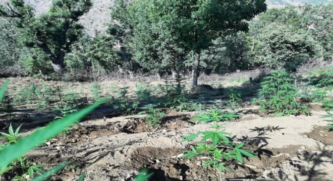 7 bin kök kenevir ele geçirildi