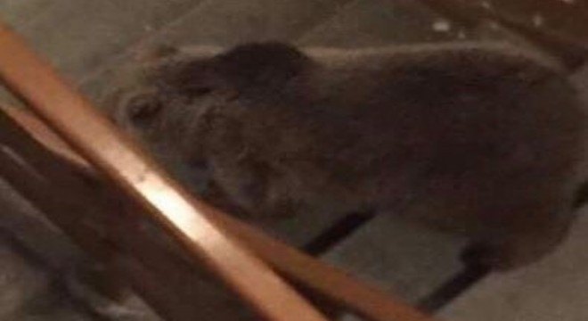 Aç kalan boz ayı binaya girdi