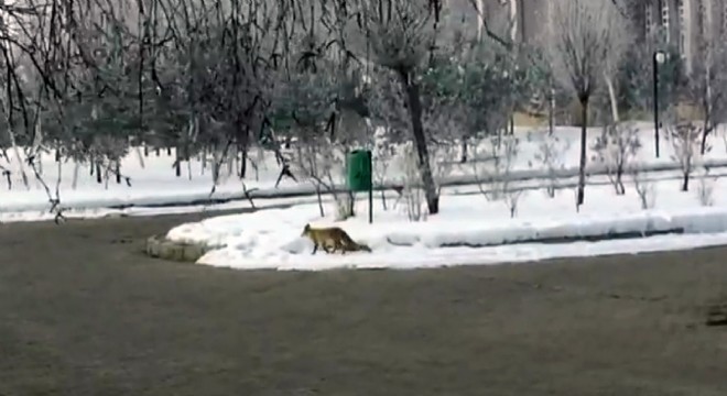 Aç kalan tilki Dadaşkent'e indi
