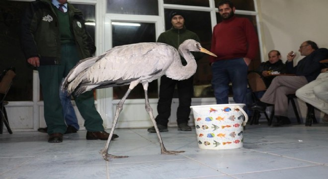 Aç turnaya vatandaşlar sahip çıktı