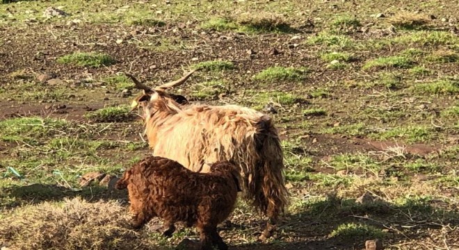 Anadolu bozkırlarına bilimsel yaklaşım