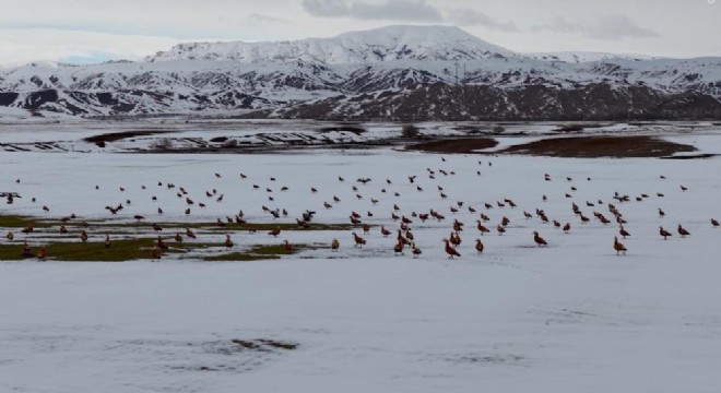 Angut kuşlarının belgesel göçü