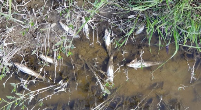 Aşkale HES'teki toplu balık ölümleri araştırılıyor