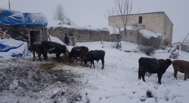 Aşkale Hacı Mahmut'ta ahır duvarı çöktü