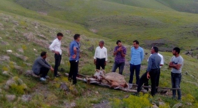 Ayağı kırılan ineği sedyeyle taşıdılar