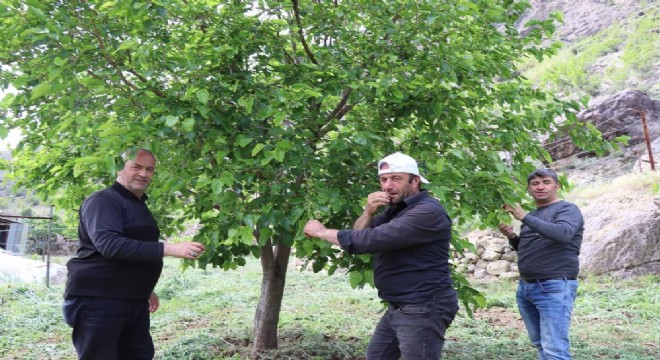 Ayvalı'da dut zamanı