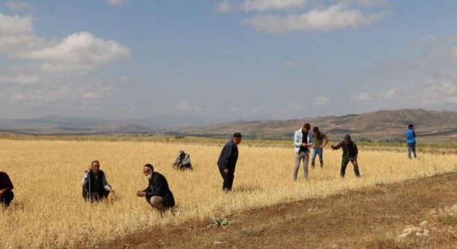 Aziziye'de dolu ve sel ekinleri vurdu