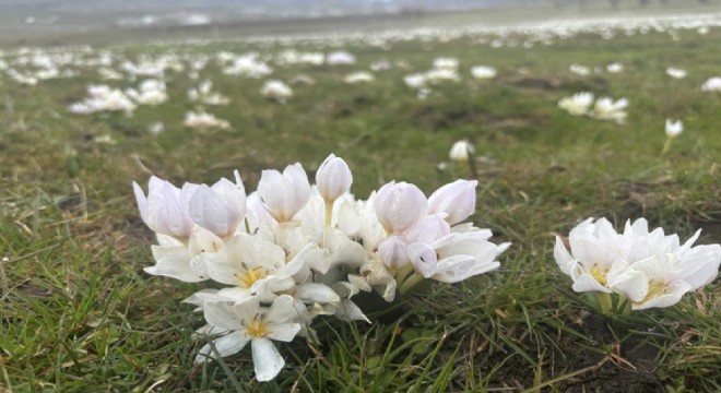 Baharın habercisi kardelenler çıktı