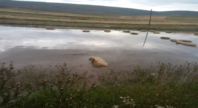 Balyalar suya gömüldü