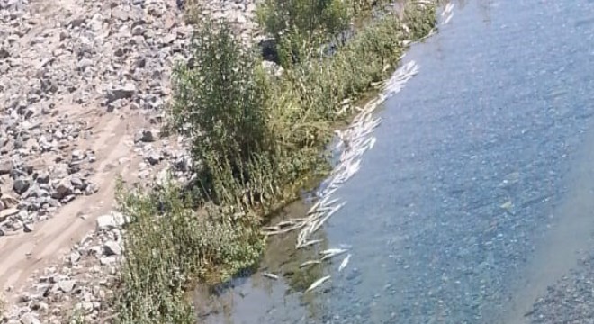 Baraj kapakları kapatılınca çok sayıda balık telef oldu