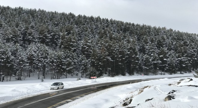 Beyaza bürünen orman eşsiz görüntü oluşturdu