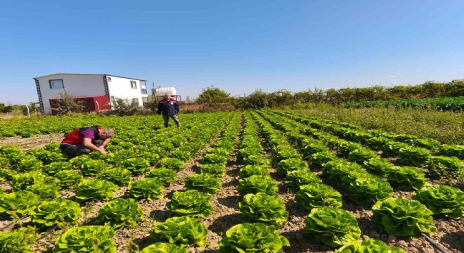 Bitkisel üretim bir önceki yıla göre azaldı
