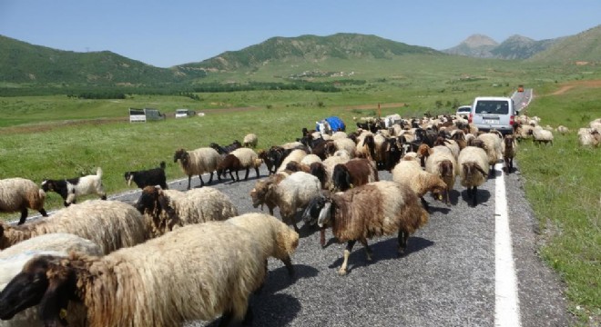 Bitlis'ten Erzurum'a besicilik köprüsü