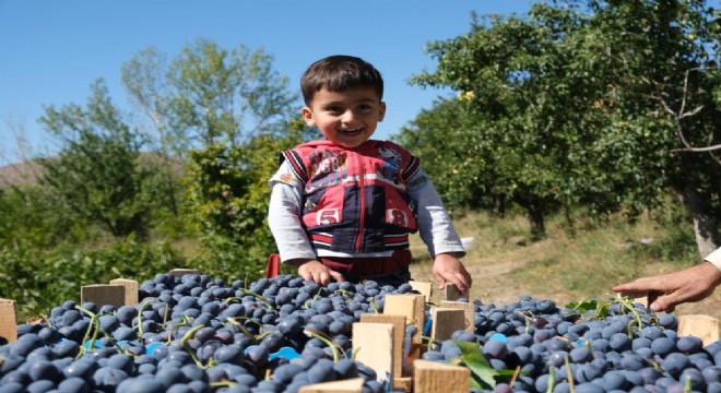 Cimin üzümü tezgahtaki yerini almaya başladı