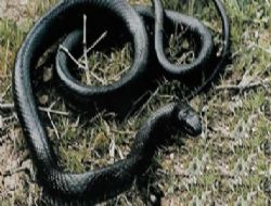 Ovayı Yılan korkusu sardı