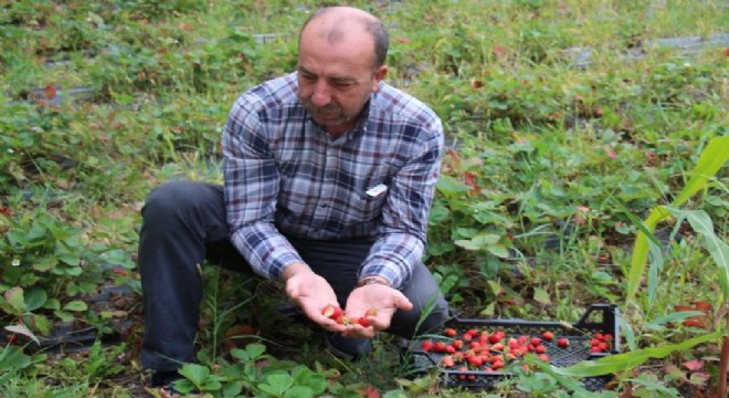 Çoruh Havzasında çilek bereketi