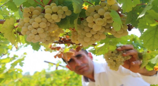 DAP BKİ'den meyve üretimine destek