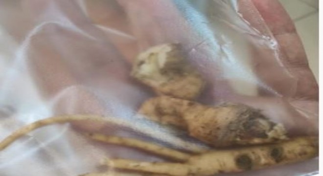 ‘Deli bat bat' otu yiyen çocuklar zehirlendi