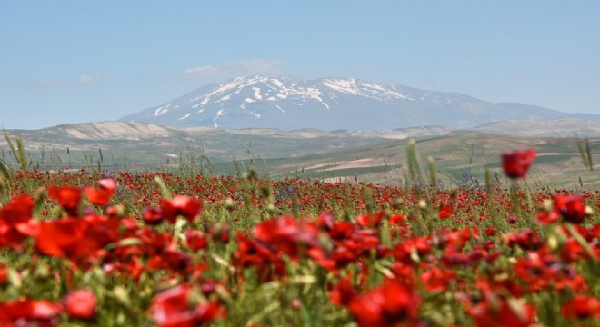 Doğada gelincik sergisi