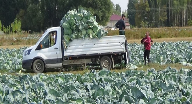 Doğu Anadolu'da lahana sökümü başladı