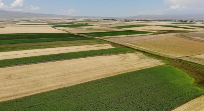 Doğu Anadolu'da tarlalardan bereket fışkırdı