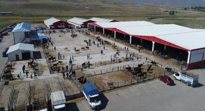 Doğu Anadolu'dan kurbanlık sevkiyatları başlıyor