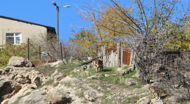 Doğu, Doğa hazinesi