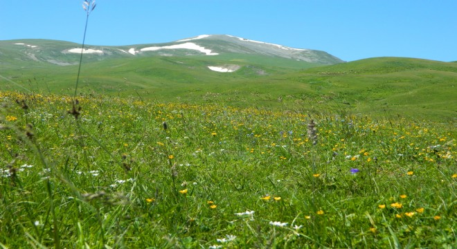 Doğu Yaylaları çiçeklerle bezendi