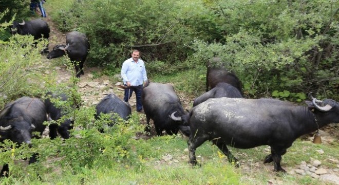 Doğu besicileri manda yetiştiriciliğine yöneldi