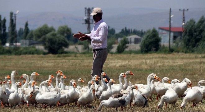 Doğu'da ‘Kaz' rekabeti