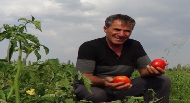 Doğu'da Süper domates hasadı