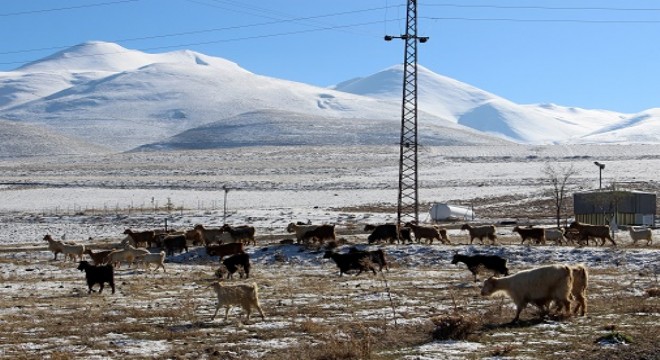 Doğu'da besicilerin kış çilesi