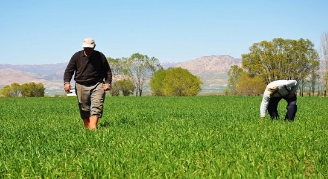 Doğu'da erken ekim çiftçilerin yüzünü güldürdü