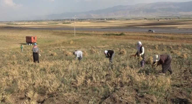 Doğu'da kadınların zorlu hasat mesaisi