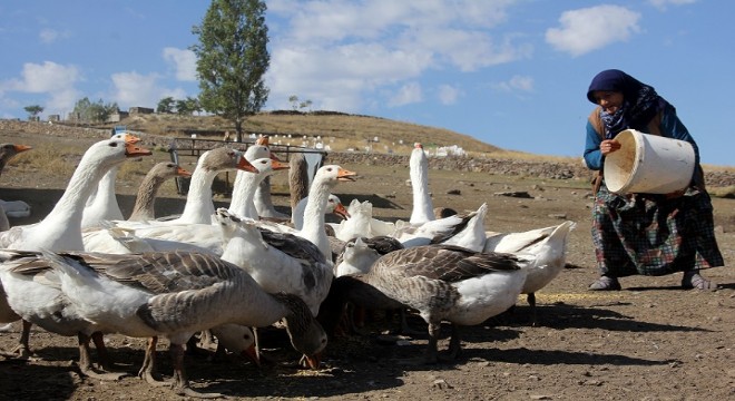 Doğu'da kış seferberliği