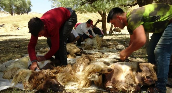 Doğu'da koyun kırkım mesaisi başladı