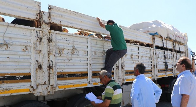 Doğu'da kurbanlık sevkıyatına sıkı denetim
