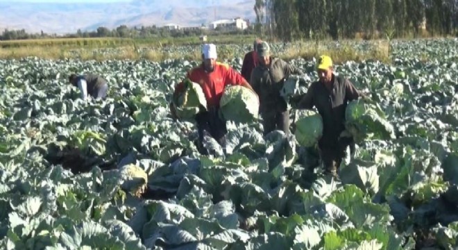 Doğu'da lahana hasadına başlandı
