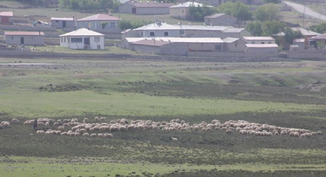 Doğu'da meralar küçükbaş hayvanlarla şenlendi