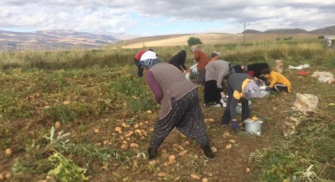 Doğu'da patates hasadı başladı