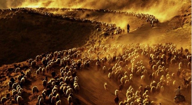 Doğu'da sürülerin tozlu yolculuğu