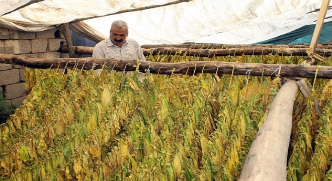 Doğu'da tütün zamanı